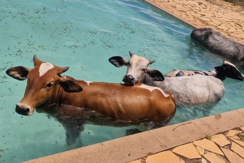 A VACA FOI PRO BREJO" | neste caso melhor dizendo para a piscina: